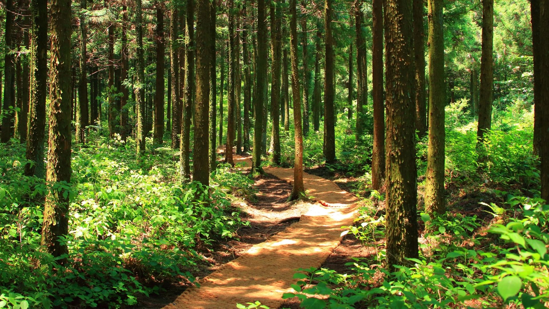 Vents des forêts