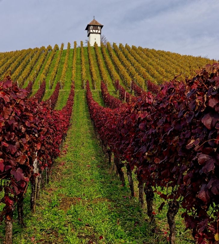 vignes dans l'aube